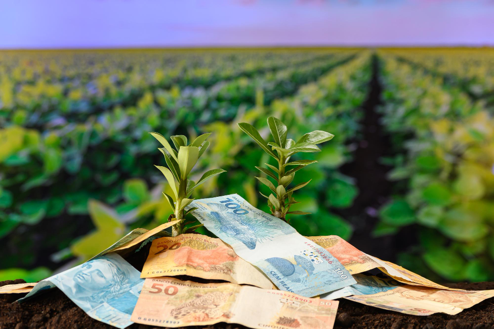 Você pode estar deixando de ganhar dinheiro no maior mercado do Brasil